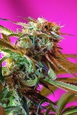 SWEET SEEDS - Wild Rose - 4