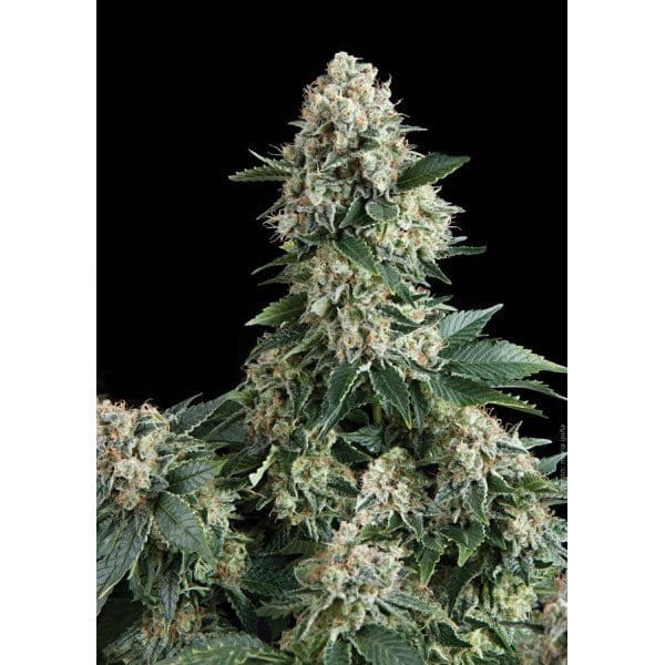 PYRAMID SEEDS - Auto New York City - 1