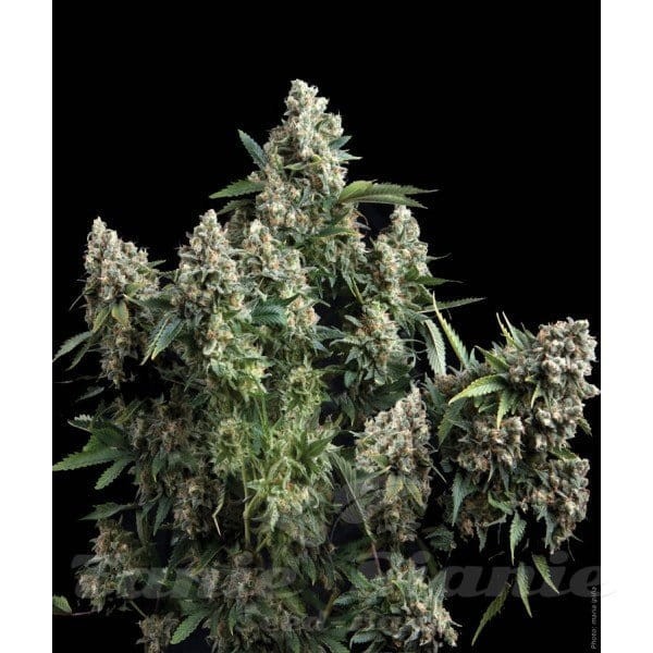 PYRAMID SEEDS - Auto Tutankhamon II - 1