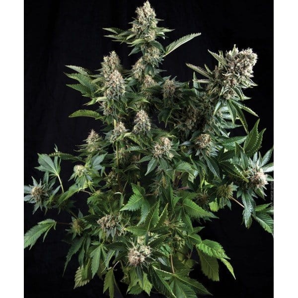 PYRAMID SEEDS - Auto White Widow - 1