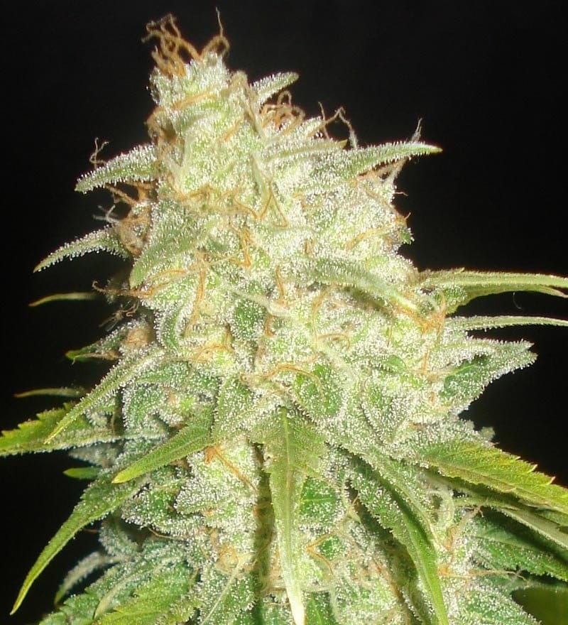 DELICOUS SEEDS - Critical Yumbolt - 1
