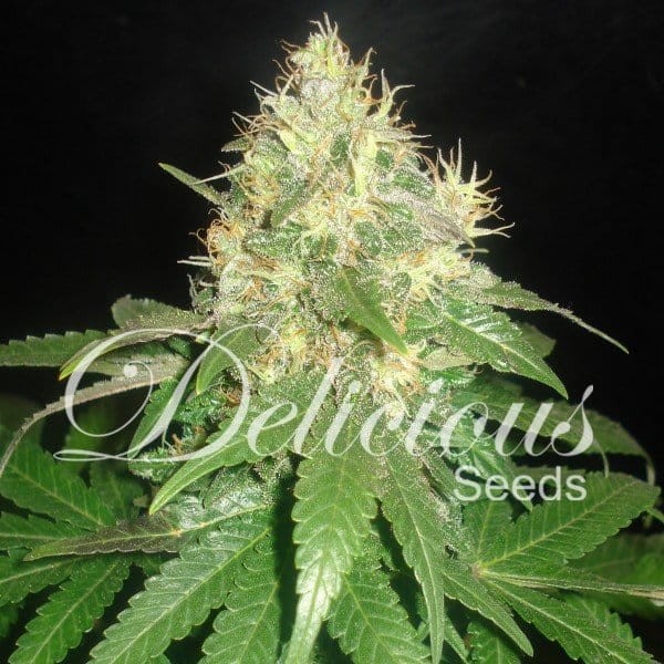 DELICOUS SEEDS - Northern Light Blue Auto - 1