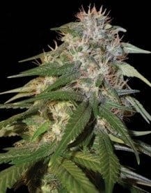 DNA GENETICS - Sour Cream - 1
