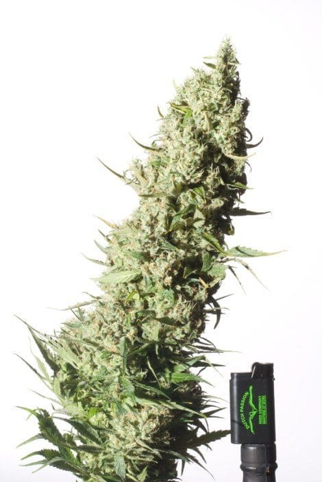 DUTCH PASSION - The Ultimate - 2