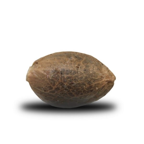 ROYAL QUEEN SEEDS - Royal Highness CBD - 2
