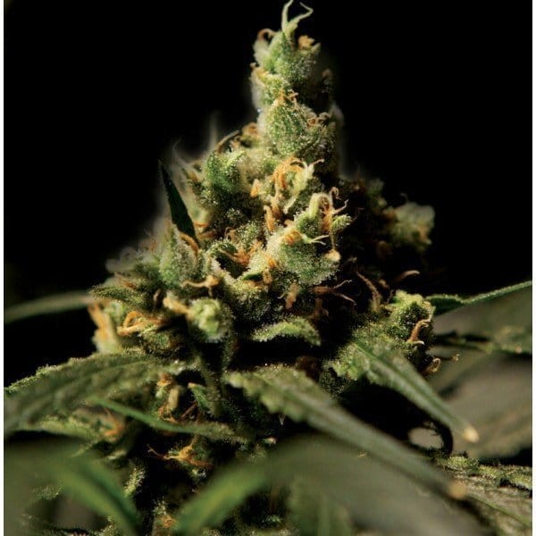 THE BULLDOG SEEDS - Citral Skunk - 1