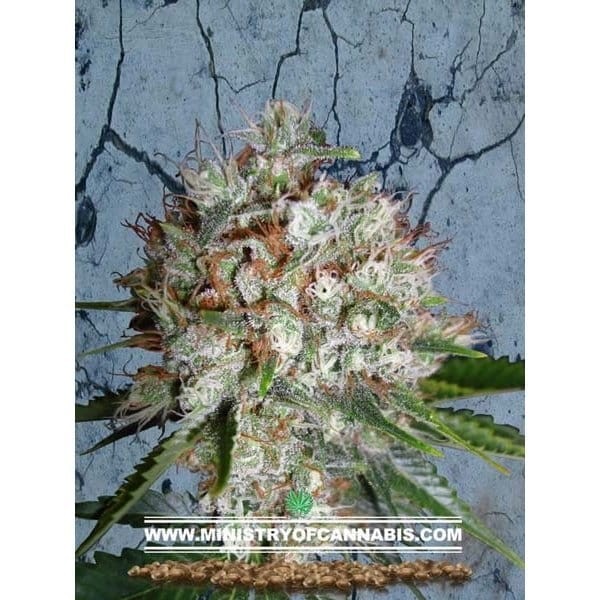 MINISTRY OF CANNABIS - Big Bud XXL - 1