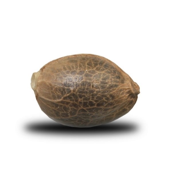 ROYAL QUEEN SEEDS - Dance World CBD - 2