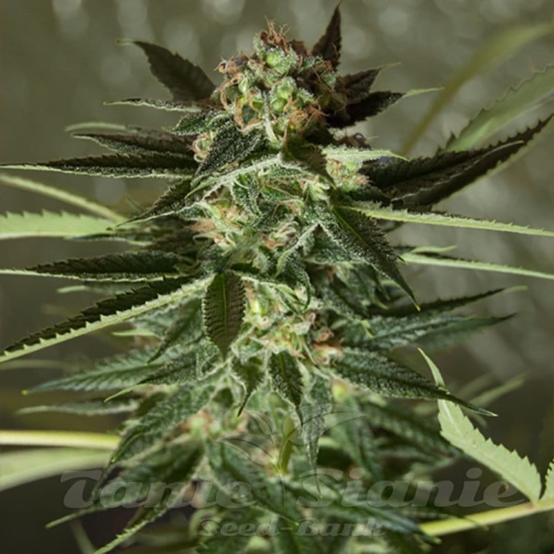 ROYAL DUTCH GENETICS - Strawberry Kush - 1