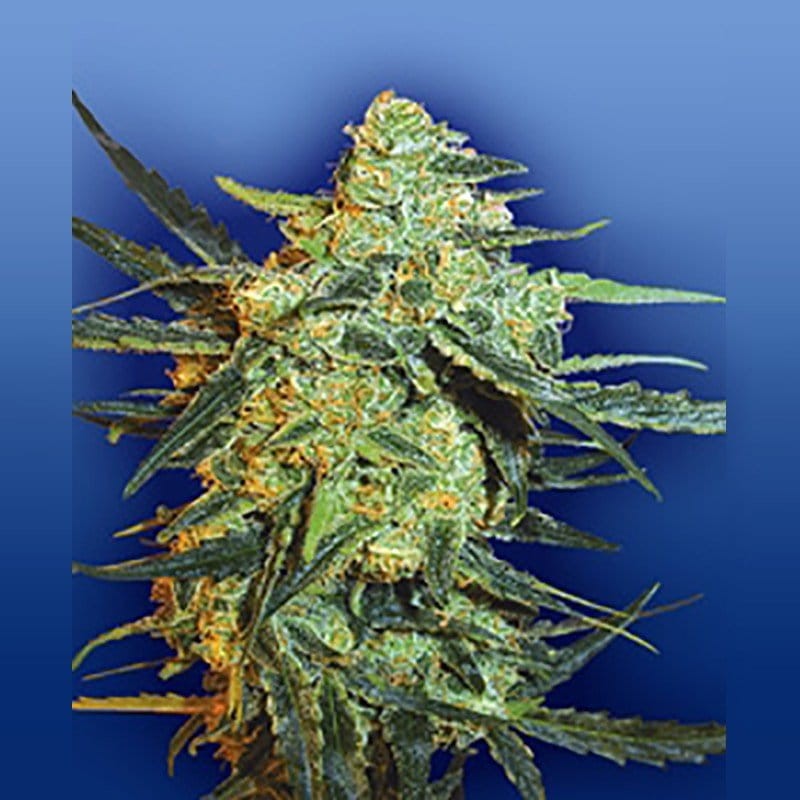 FLYING DUTCHMEN - Blueberry Skunk - 1