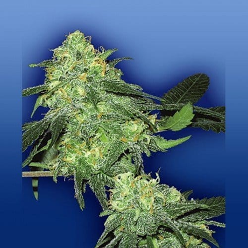 FLYING DUTCHMEN - Skunk Classic - 1
