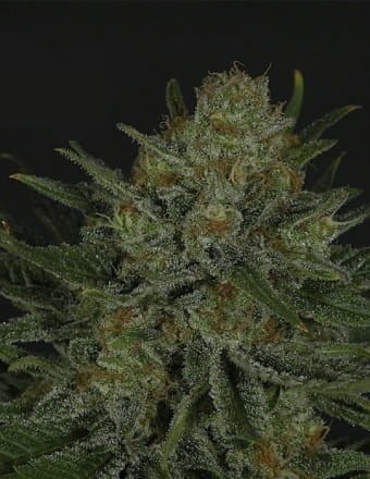 RIPPER SEEDS - Double Glock - 2