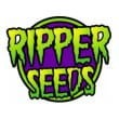 RIPPER SEEDS - Double Glock - 4