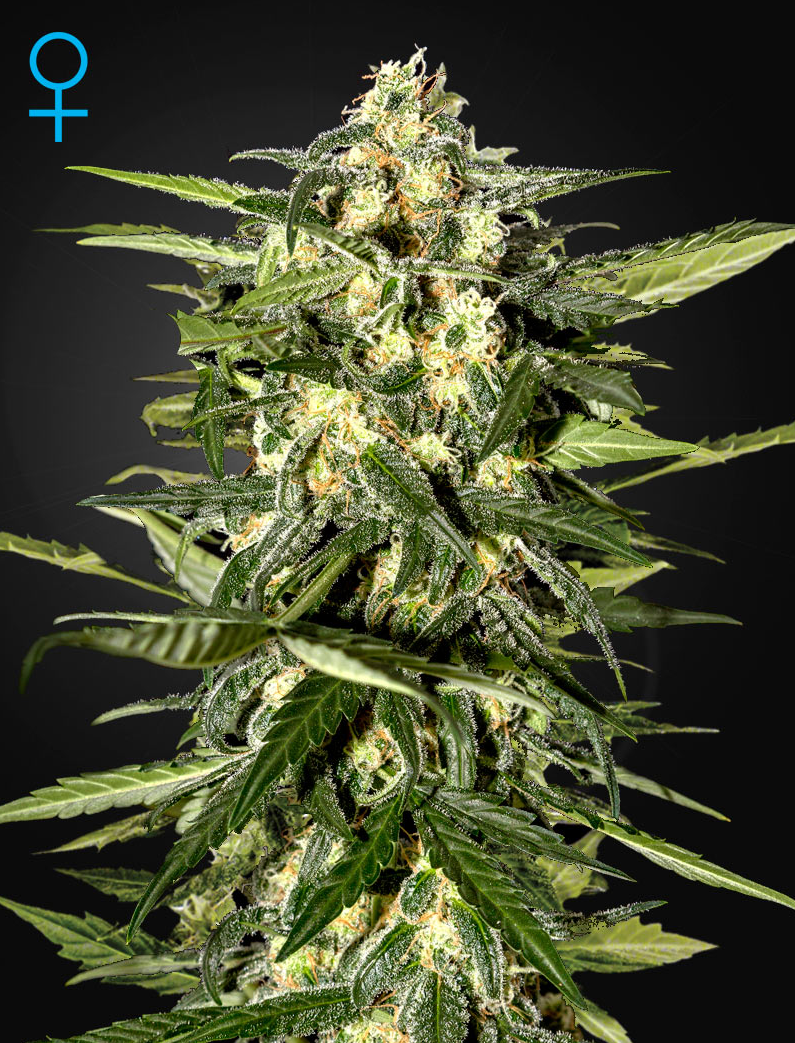 GREEN HOUSE SEEDS - Jack Herer Auto - 1