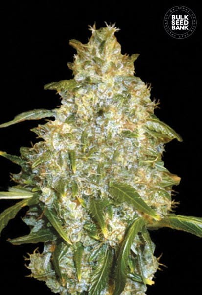 BULK SEED BANK - Auto Good Wild Shark - 1