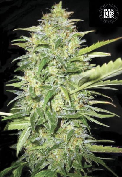 BULK SEED BANK - Auto Lime Skunk - 1