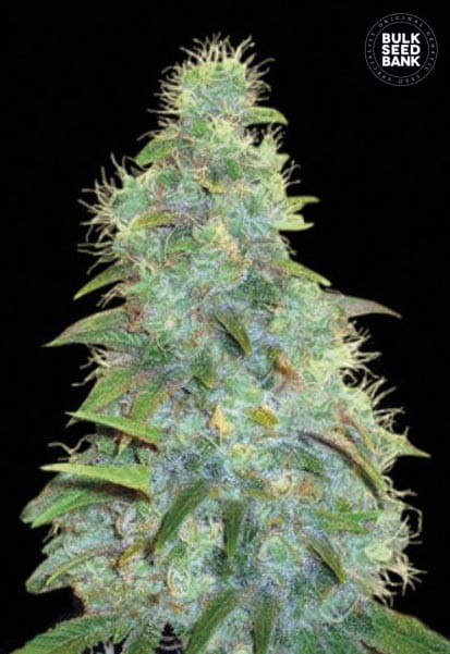 BULK SEED BANK - Auto Sweet Tooth - 1
