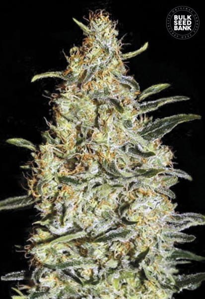 BULK SEED BANK - New's Haze - 1