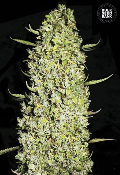 BULK SEED BANK - The Unlimited - 1