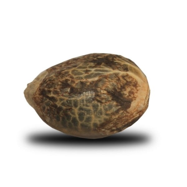 ROYAL QUEEN SEEDS - OG Kush - 2