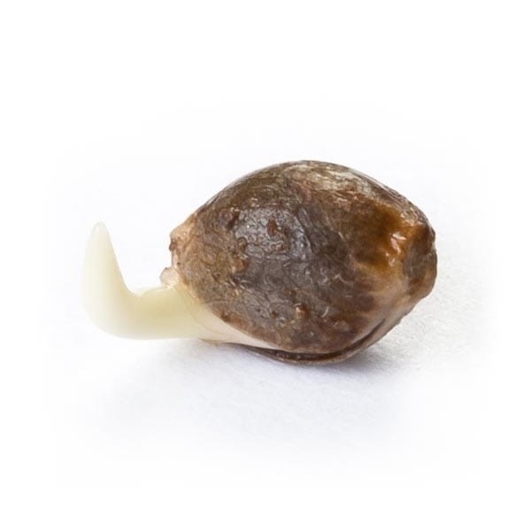 ROYAL QUEEN SEEDS - OG Kush - 3