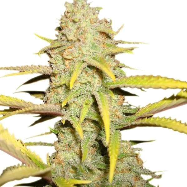 ROYAL QUEEN SEEDS - OG Kush - 4