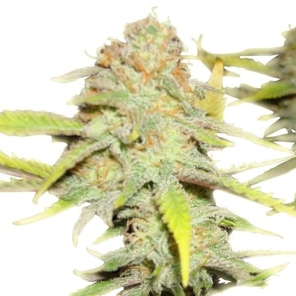 ROYAL QUEEN SEEDS - OG Kush - 5