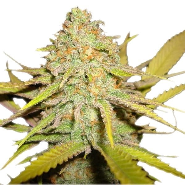 ROYAL QUEEN SEEDS - OG Kush - 6