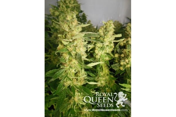 ROYAL QUEEN SEEDS - Royal Madre - 3