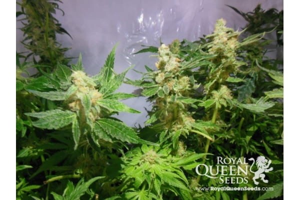 ROYAL QUEEN SEEDS - Royal Madre - 5