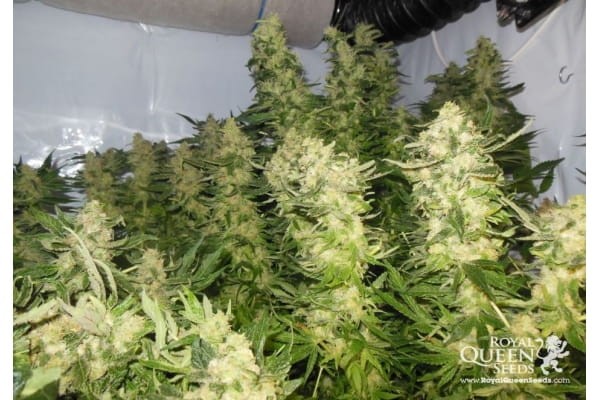 ROYAL QUEEN SEEDS - Royal Madre - 6