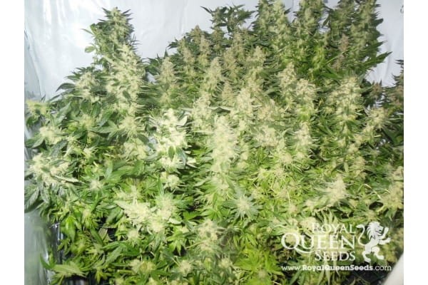 ROYAL QUEEN SEEDS - Royal Madre - 7