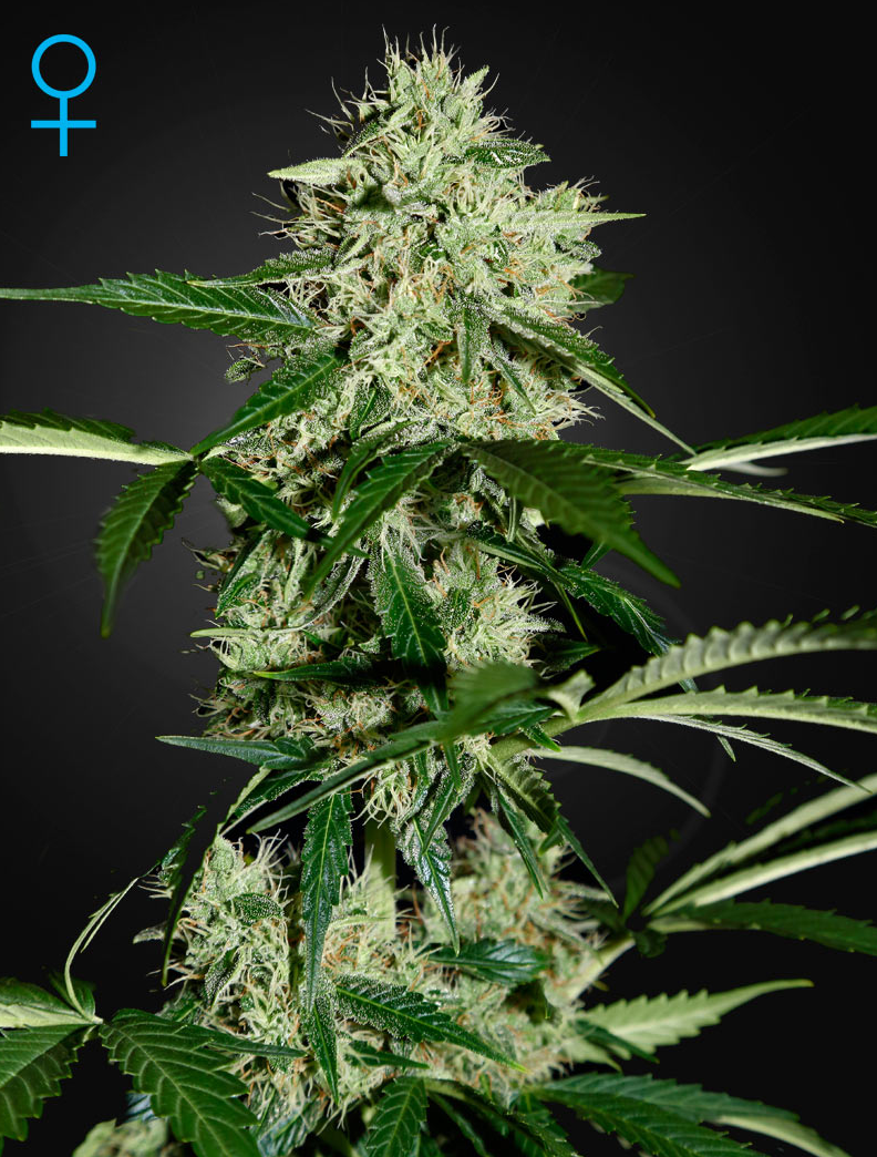 GREEN HOUSE SEEDS - Northern Light Auto - 1