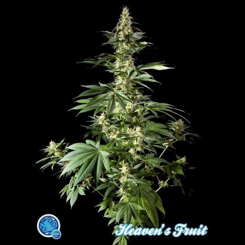 PHILOSOPHER SEEDS - Heaven's Fruit - 1