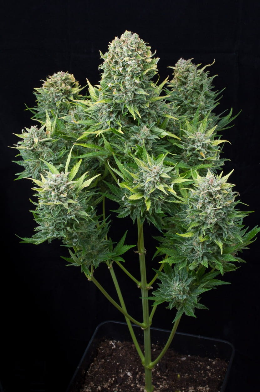 DINAFEM - White Cheese Auto - 1