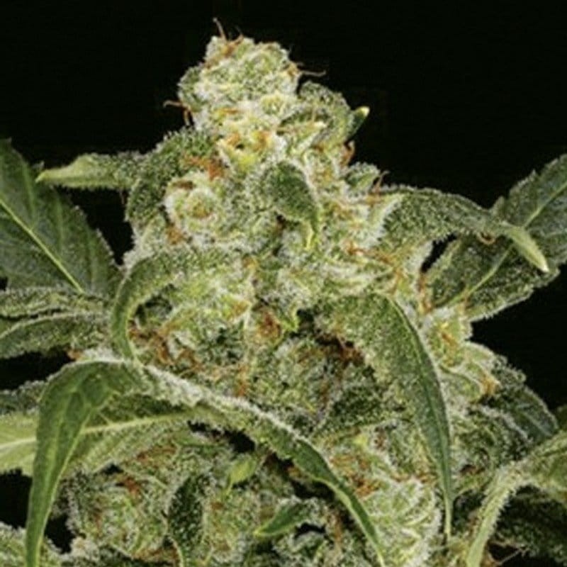 AMARANTA SEEDS - Power Haze - 1