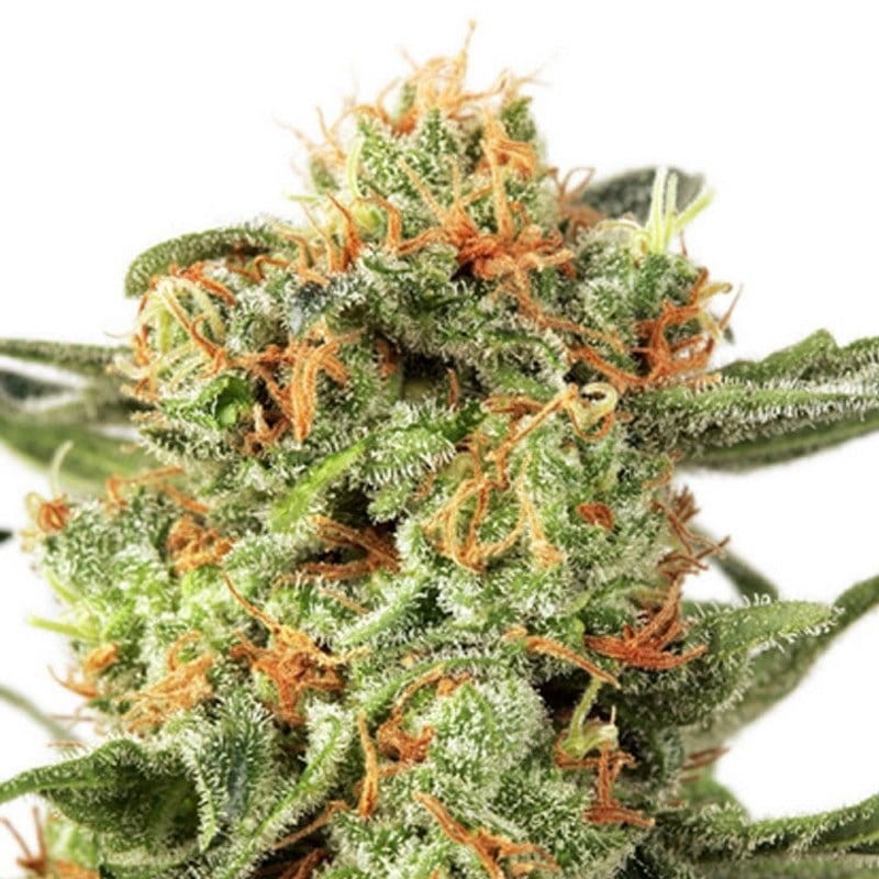 DUTCH PASSION - Orange Hill Special - 1