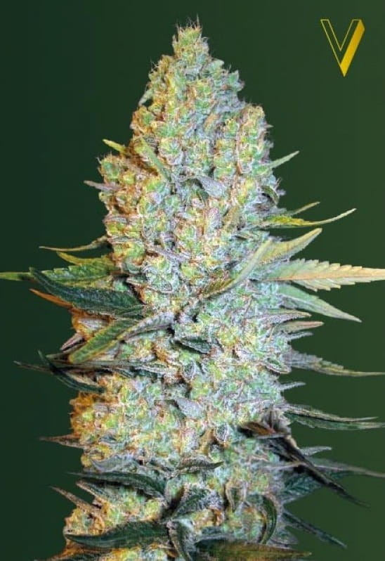 Victory Seeds - Amnesium - 2