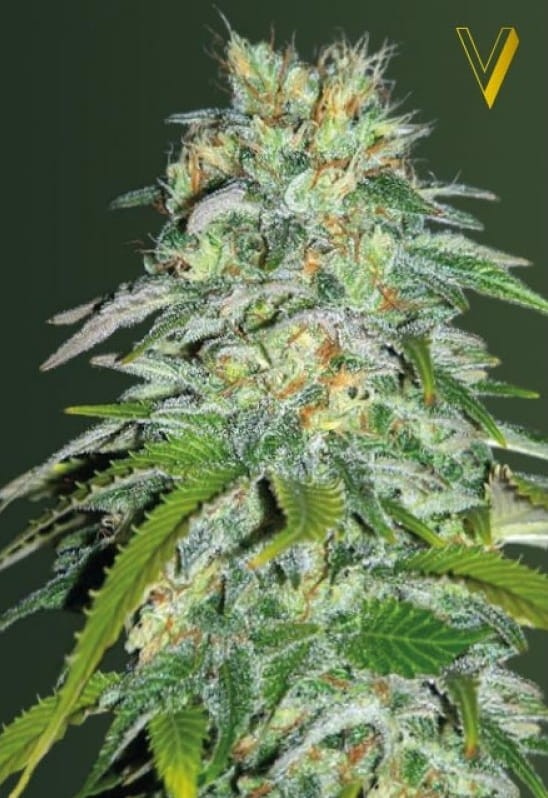 Victory Seeds - Parmesan - 2
