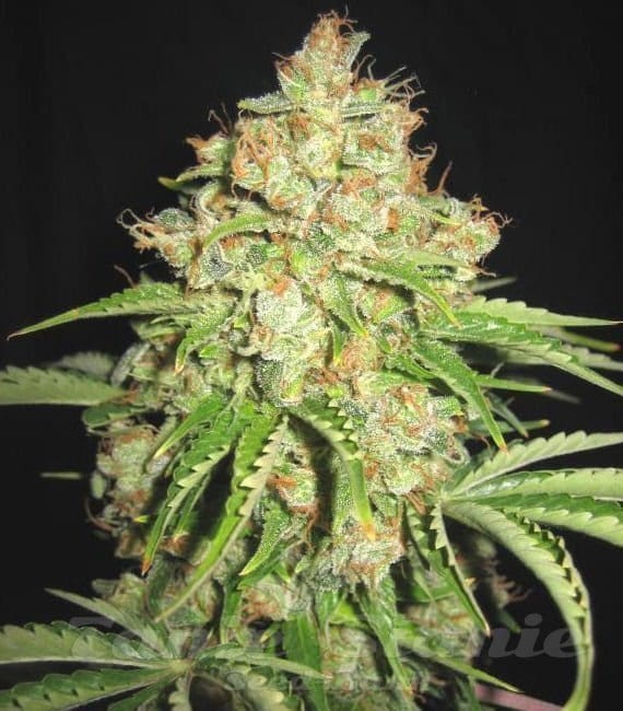 White Russian Auto - 2