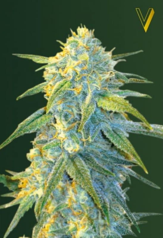Victory Seeds - Auto Northern Light - 2