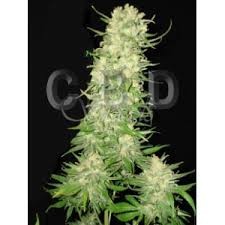 CBD Seeds - Auto Northern - 1
