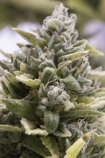 Humboldt - OG Kush Auto - 1