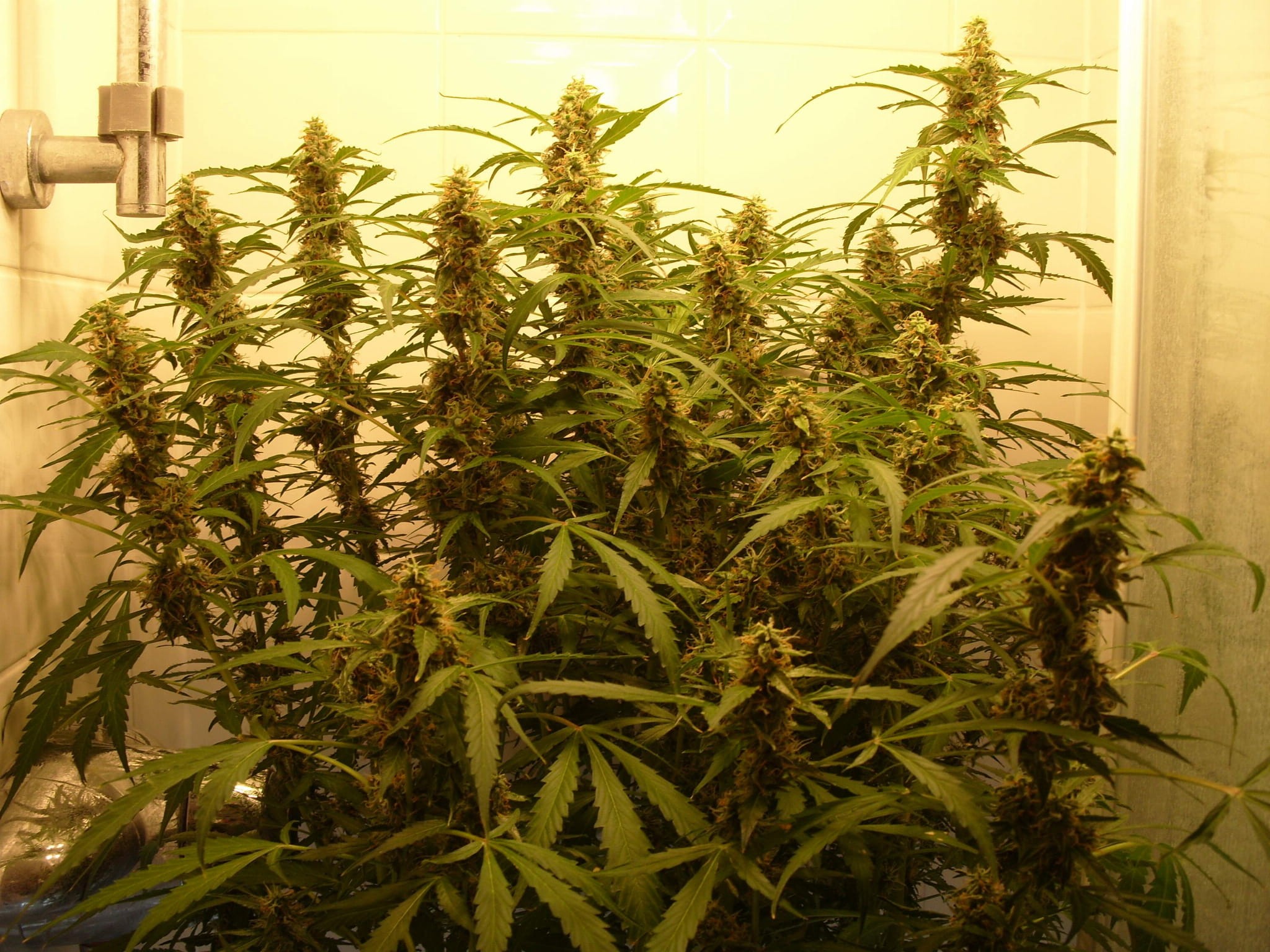 FASTBUDS - Green Crack Auto - 4