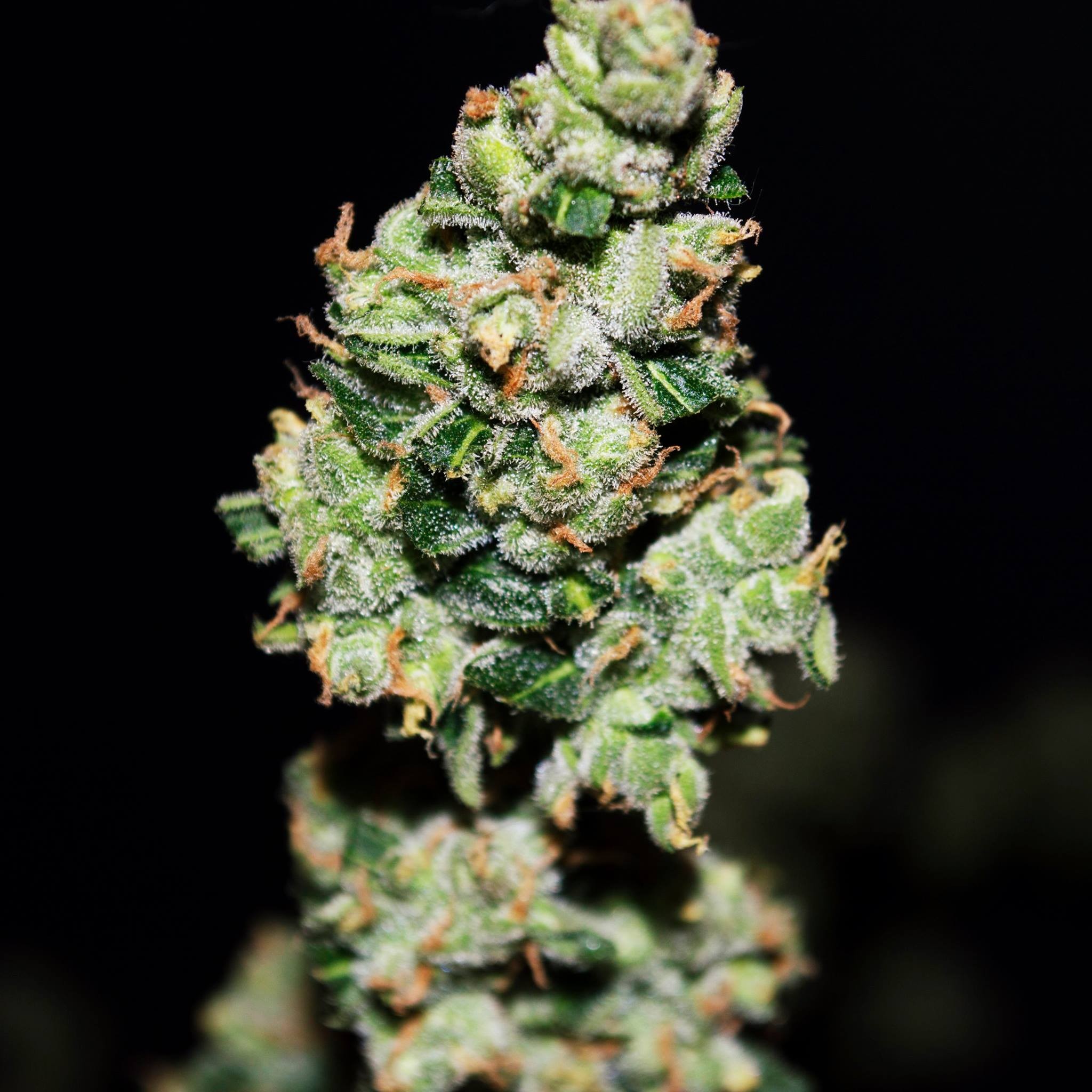 FASTBUDS - Green Crack Auto - 5