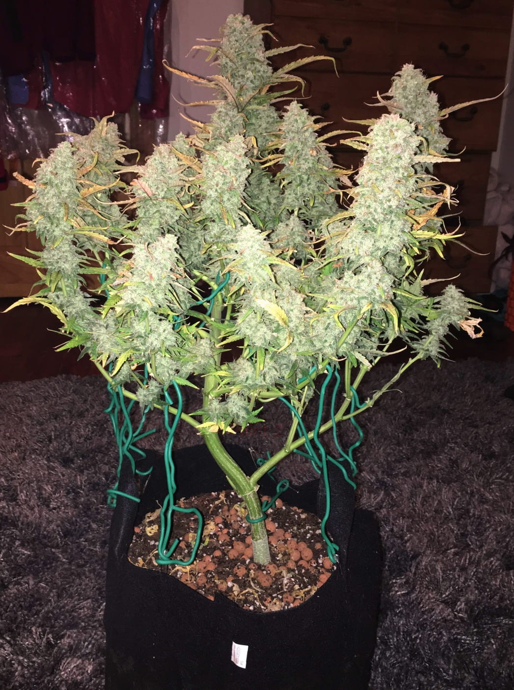 FASTBUDS - Green Crack Auto - 6