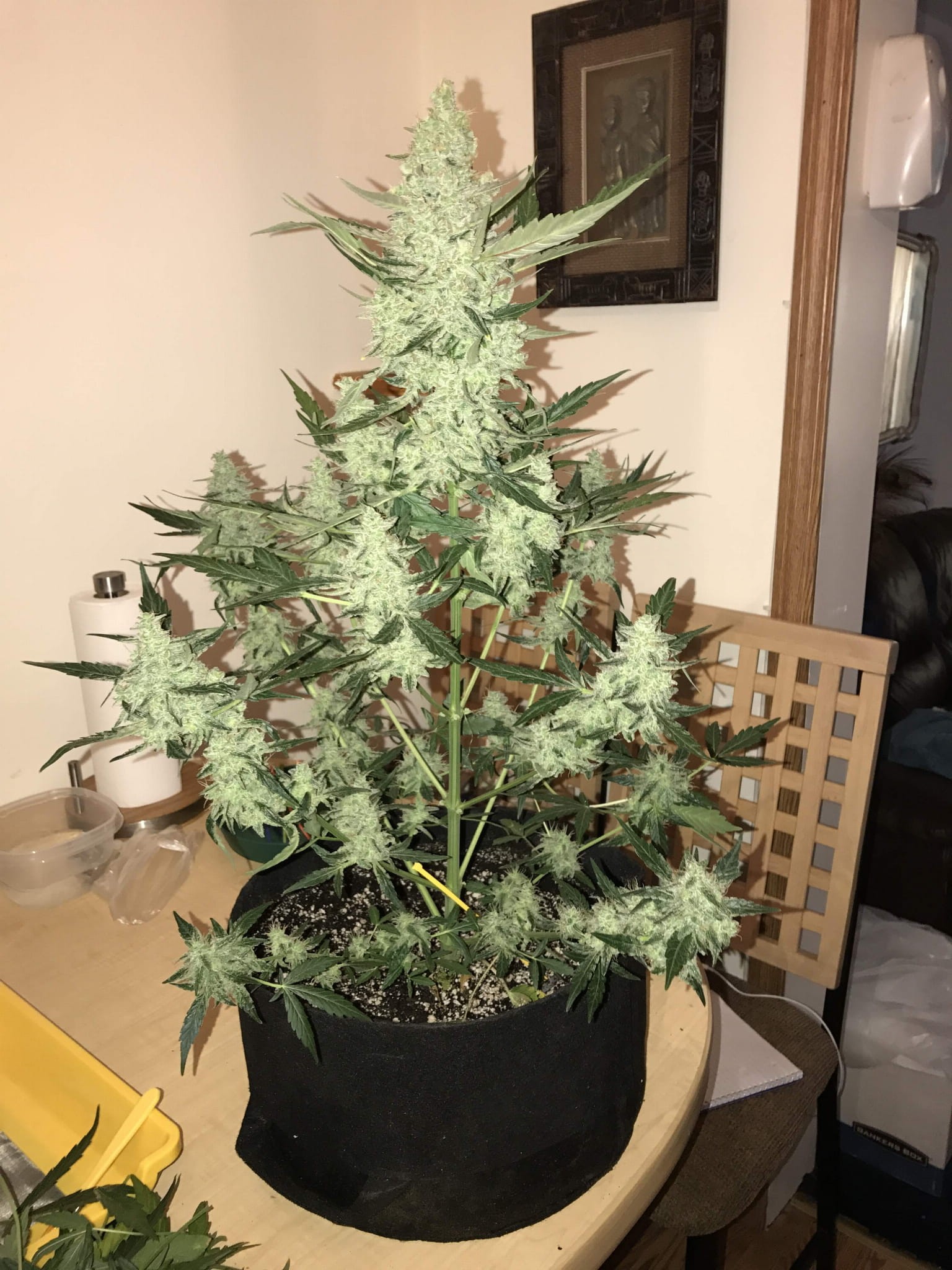 FASTBUDS - Green Crack Auto - 7