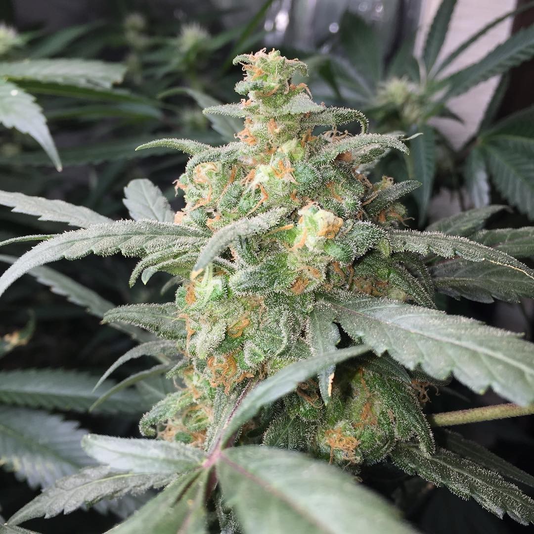 FASTBUDS - Green Crack Auto - 8