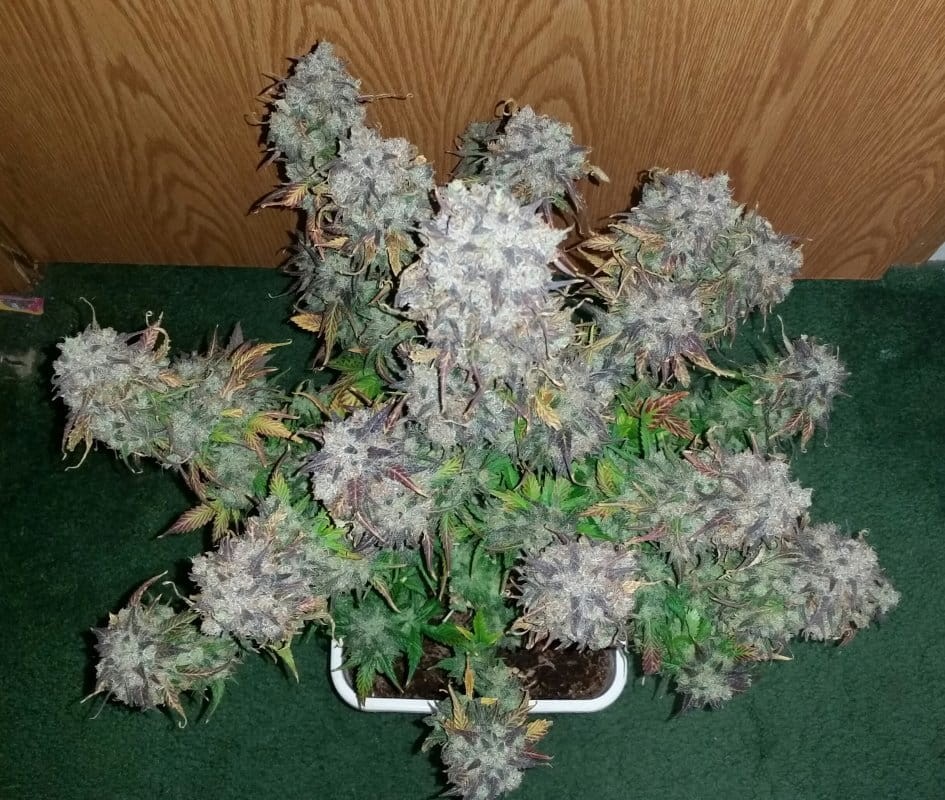 FASTBUDS - Green Crack Auto - 9