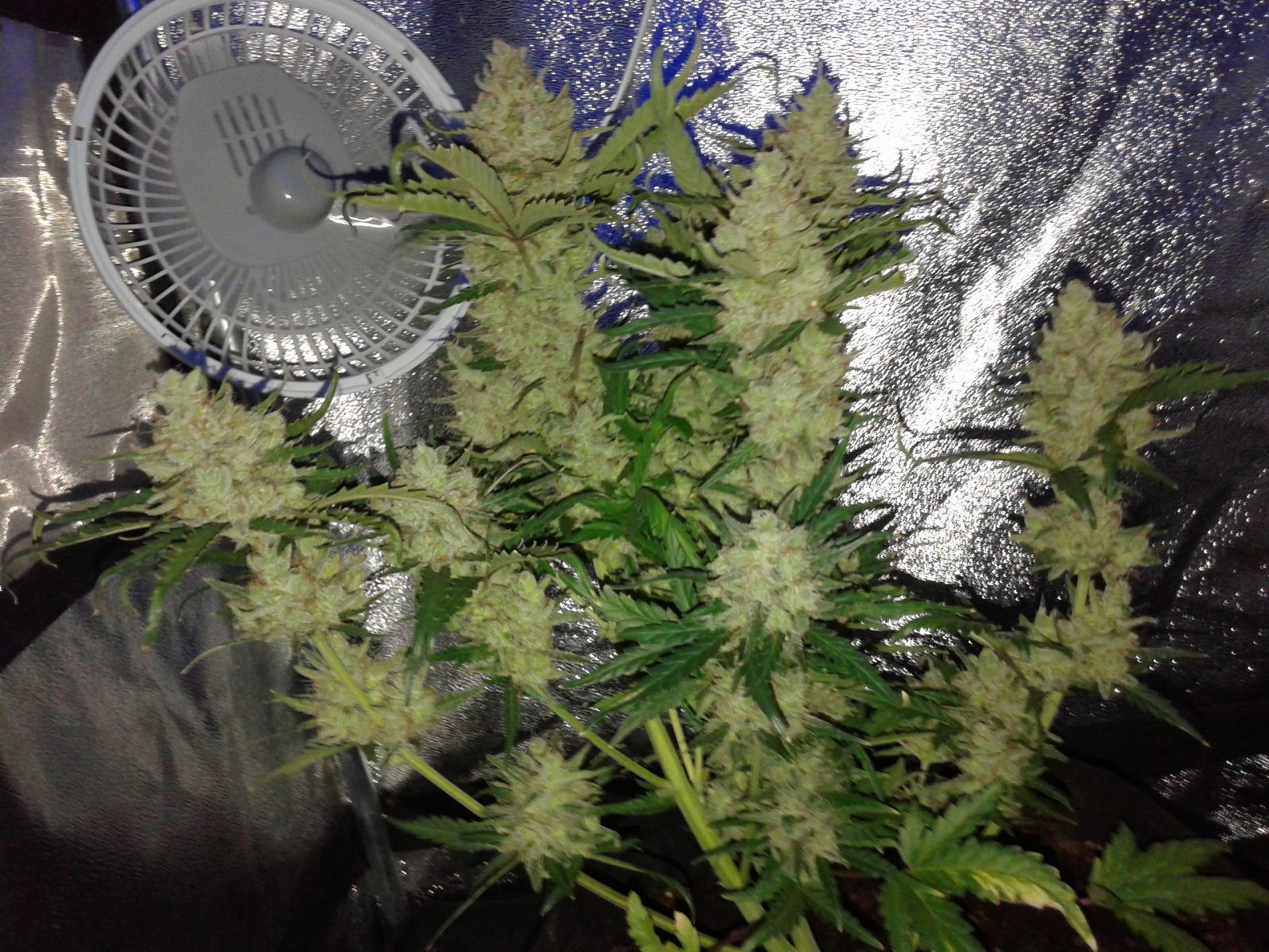 FASTBUDS - Green Crack Auto - 10